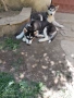 Продавам хъски, снимка 10