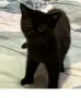 Малки шотландски котенца, снимка 4