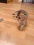 🐾 Чистокръвни котенца Scottish Fold – Golden & Silver 🐾, снимка 3