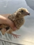 пъдпъдъци на 20 дни, снимка 3