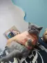 Британски късокосмести котенца търсят грижовни стопани, снимка 11