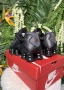 !НОВИ! Nike Shox TL | Triple Black | + КУТИЯ, снимка 5