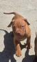 Pitbull red nos, снимка 4