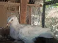 Гълъби демкежи топ качество , снимка 12