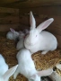 Зайци Цика , снимка 1