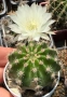 Кактус Echinopsis Hybrid цвят кремаво бяло цъфтящи растения, снимка 2