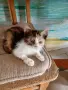 Подарявам малки котенца на 2 месеца , снимка 1