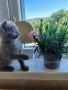 британски късокосмести котета, снимка 1