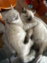 Колор пойнт коте , снимка 1