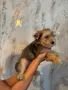 Йорки промоция мъжки, снимка 4