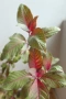 Боливийска фуксия, Fuchsia boliviana, 2-год. растение !, снимка 4