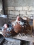 Орпингтон  5 кокошки и петел , снимка 3