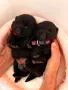 Шиперке / Schipperke, снимка 4