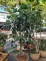 Фикус Ficus microcarpa, снимка 4