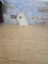 Мини Померан момче , снимка 2