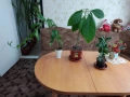 Стайни цветя , снимка 2