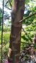 Хартиено дърво Broussonetia papyrifera, снимка 1
