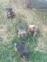  Малки немски овчарки , снимка 4