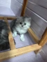 Персийски чинчили, снимка 6
