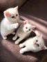 Британски късокосмести котенца, снимка 6
