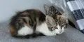 Подарявам 4 котета, снимка 6