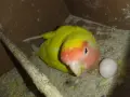 Женска Неразделка , снимка 2
