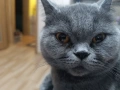 Британска късокосместа, снимка 9