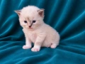 Регдол коте , снимка 1