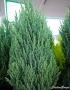 Хвойна Стрикта, Juniperus Stricta!!!, снимка 2