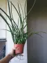 Сансевиера, sansevieria cylindrica, снимка 4