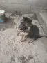 женски немски овчарки, снимка 1