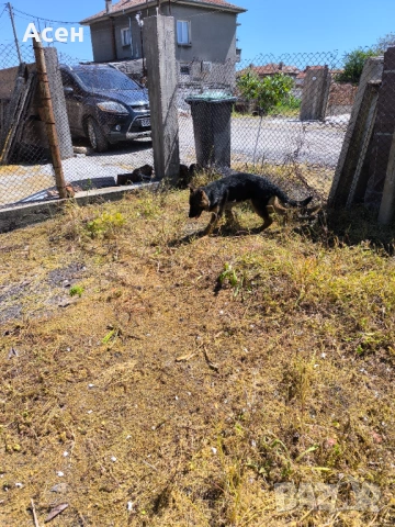 Чисто кръвна Немска овчарка на 4 месеца женска , снимка 7 - Немска овчарка - 54319285