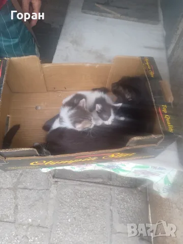 Подарявам котета , снимка 5 - Други - 50831081