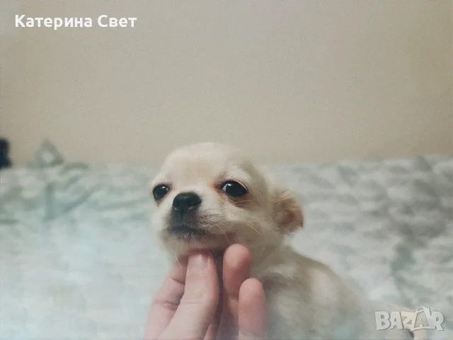 Женско дългокосместо мини чихуахуа, снимка 3 - Чихуахуа - 55481949