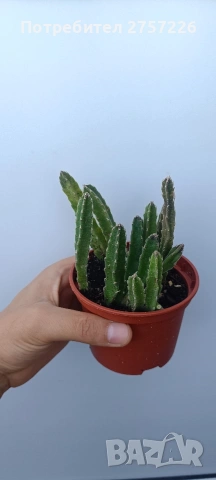 Stapelia hirsuta, снимка 2 - Стайни растения - 54758719