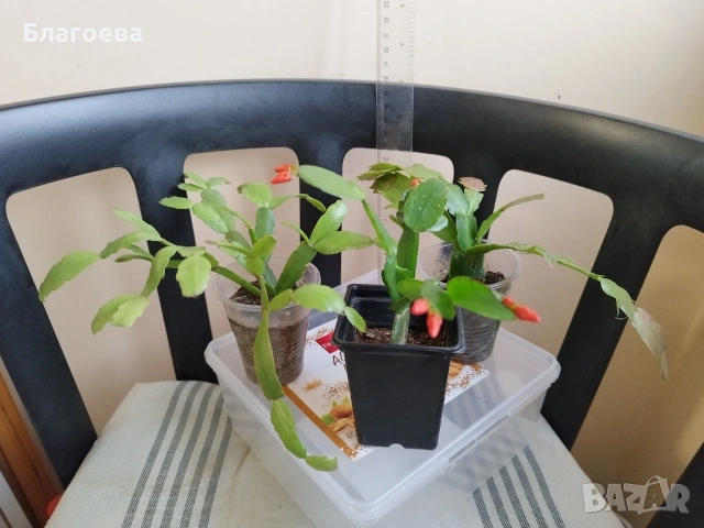 Комплект - 1 бр Великденче оранжево и 2 бр Коледниче (розово и цикламено)