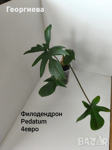 филодендрон , снимка 4 - Стайни растения - 54669422