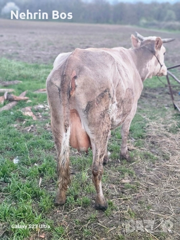 semental na 3 tele prasnotelka sls 20 litra mlako, снимка 4 - Крави - 54239436