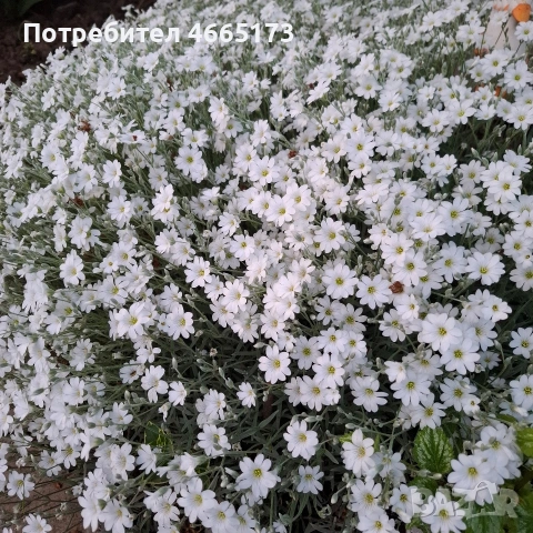 Комплект Рожец и Детелина розова