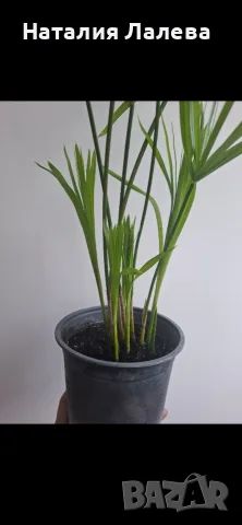Водна палма, циперус, cyperus alternifolius Big form, снимка 2 - Стайни растения - 55320822