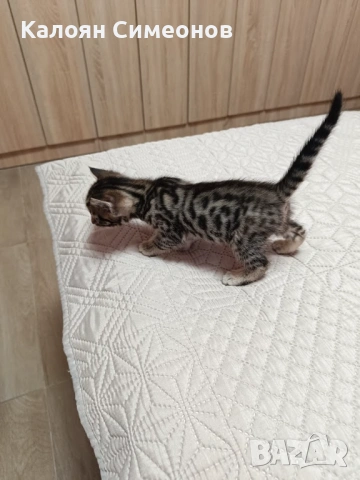 Бенгалски котета, снимка 2 - Бенгалски - 54357737