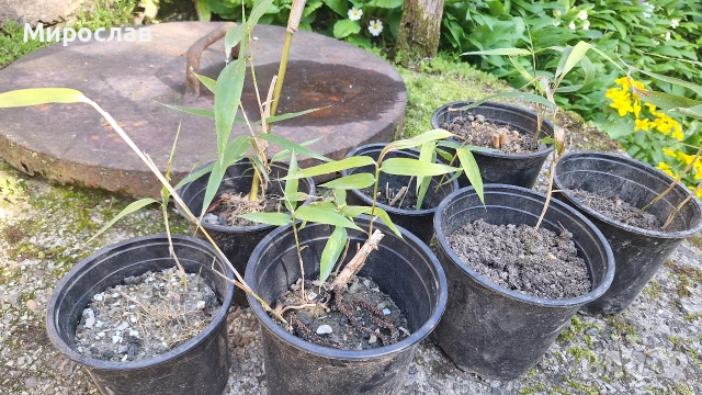 Продавам растения студоустойчив бамбук