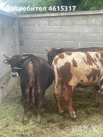Продавам телета за курбан байрама , снимка 2 - Крави - 54608833