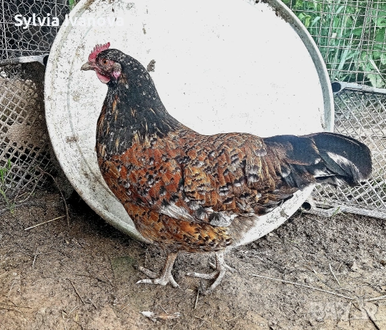 оплодени яйца от шведска цветна кокошка за люпене swedish flower hen, снимка 6 - Кокошки и пуйки - 55039175