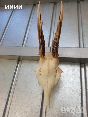 Ловен трофей Сръндак , снимка 3 - Декорация за дома - 54306411