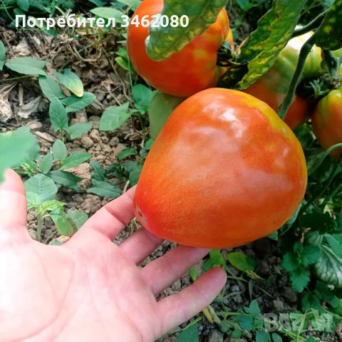 Продавам Розов домат, снимка 2 - Разсади - 55340415