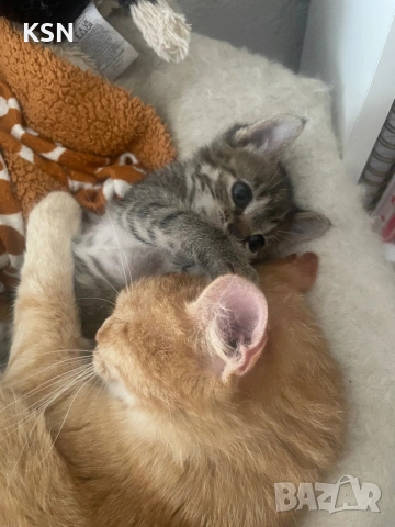 Котенце , снимка 11 - Други - 54705843