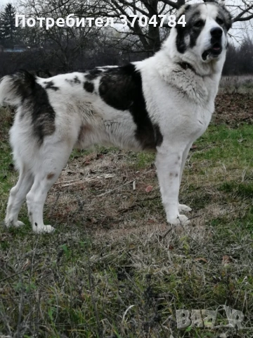 Продавам алабй, снимка 3 - Алабай - 54364532