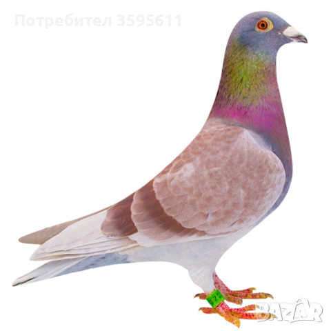 Спортни гълъби Румъния , пощенски гълъби