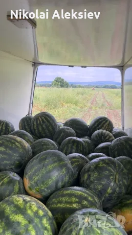 Дини сорт Романза, снимка 4 - Градински цветя и растения - 55408969